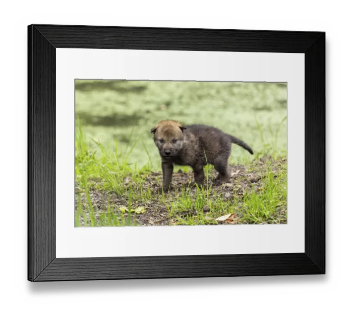 Framed Print : A pup stands in a green, wooded environment