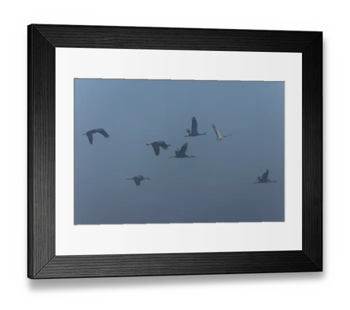 Framed Print : Cranes flying in the fog, diffuse light