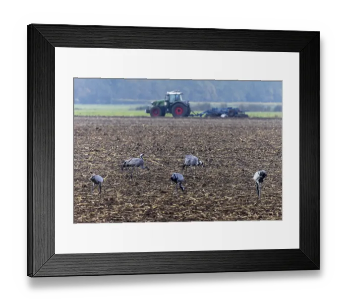 Framed Print : Cranes in a field with a tractor working in the background