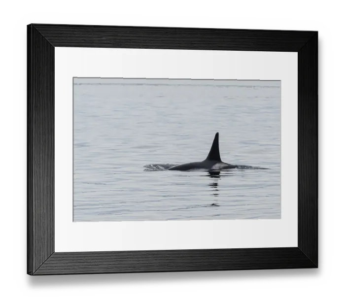 Framed Print : Killer whales (Orcinus orca) or orca