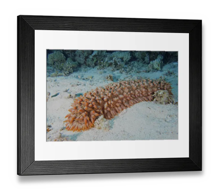 Framed Print : Pineapple sea cucumber (Telenota ananas) Framed Print : Pineapple sea cucumber (Telenota ananas)