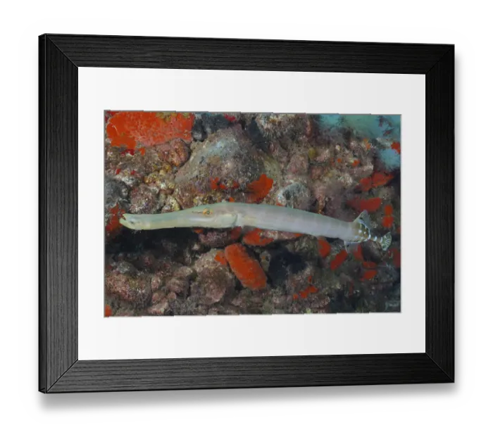 Framed Print : Atlantic cornetfish (Aulostomus strigosus) Framed Print : Atlantic cornetfish (Aulostomus strigosus)