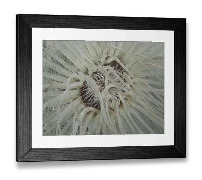 Framed Print : Close-up of tube-dwelling anemone (Cerianthus) from above