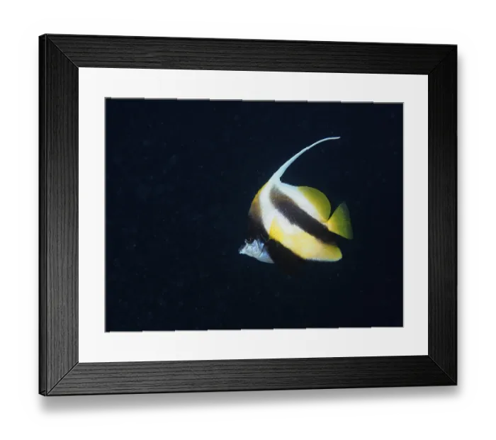Framed Print : Red sea bannerfish (Heniochus intermedius) at night Framed Print : Red sea bannerfish (Heniochus intermedius) at night