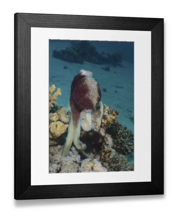 Framed Print : Great Blue Octopus (Octopus cyaneus) Framed Print : Great Blue Octopus (Octopus cyaneus)