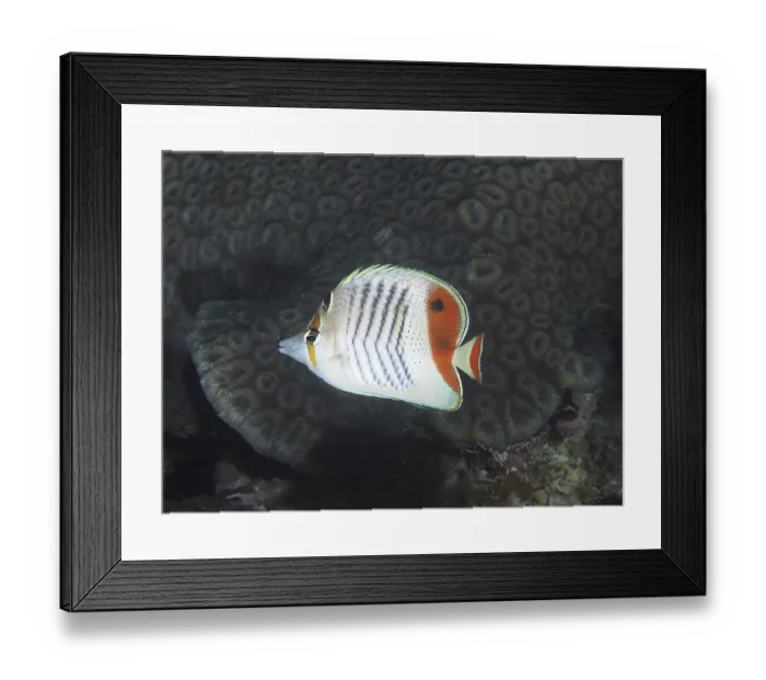 Framed Print : Eritrean butterflyfish (Chaetodon paucifasciatus)