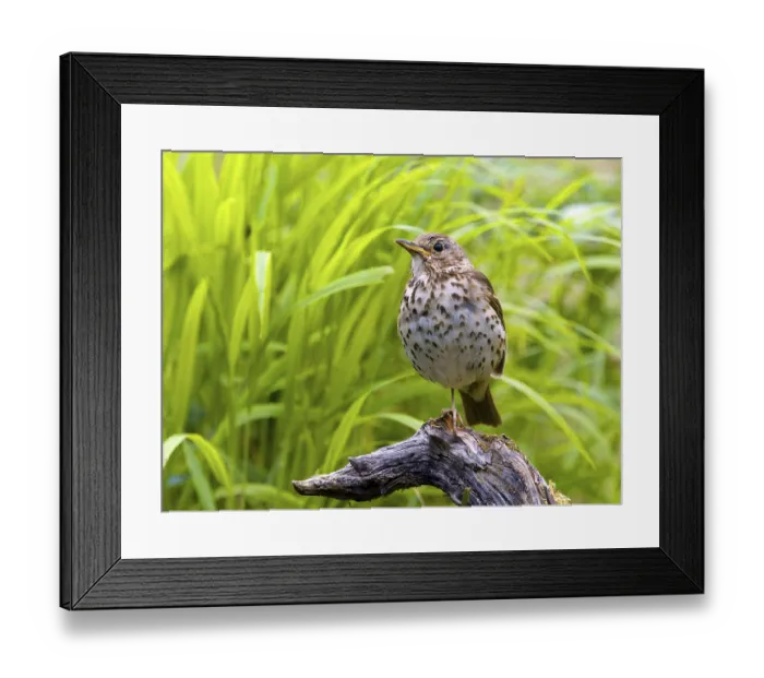 Framed Print : Song thrush (Turdus philomelos) sitting on a branch