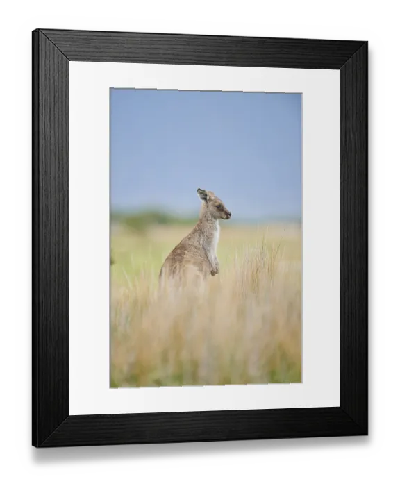 Framed Print : Eastern Gray Kangaroo (Macropus giganteus)