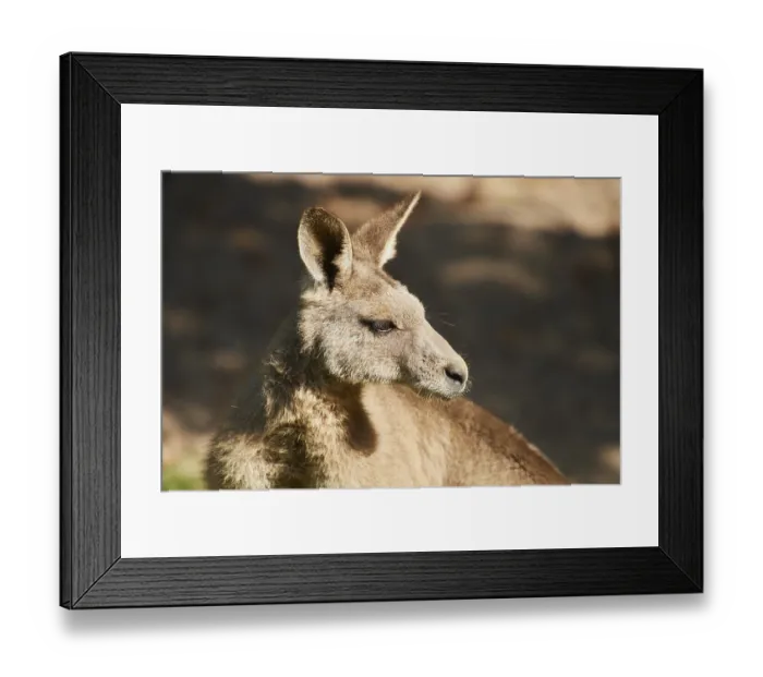 Framed Print : Eastern grey kangaroo (Macropus giganteus) Framed Print : Eastern grey kangaroo (Macropus giganteus)