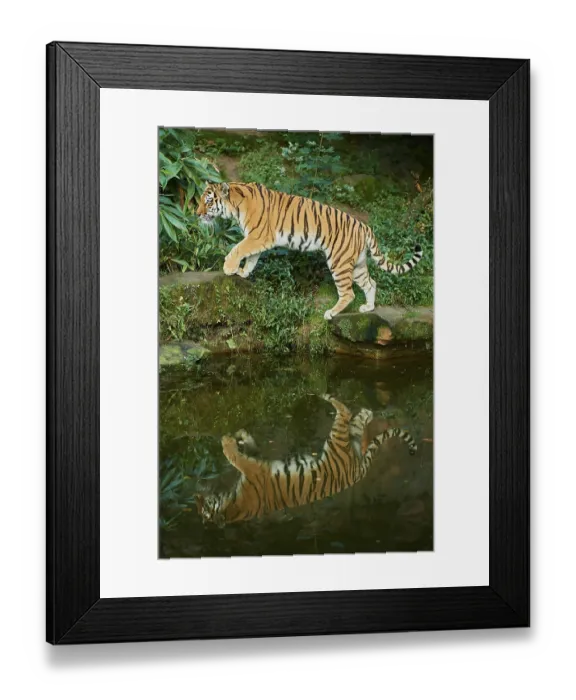 Framed Print : Siberian tiger (Panthera tigris altaica)
