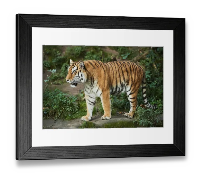 Framed Print : Siberian tiger (Panthera tigris altaica)