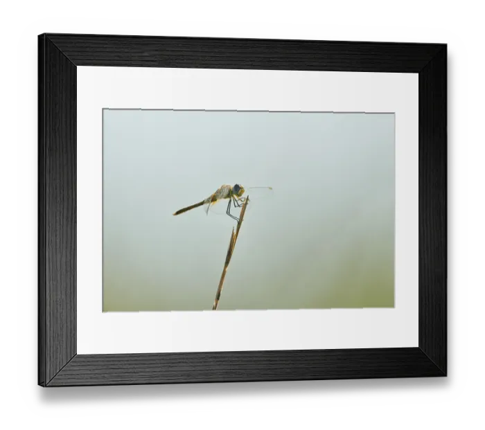 Framed Print : Red-veined darter (Sympetrum fonscolombii) or nomad