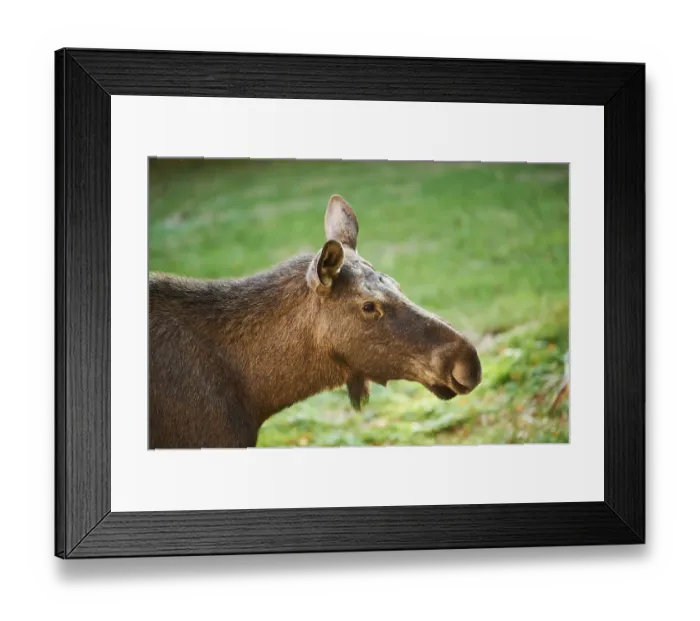 Framed Print : Elk (Alces alces), portrait, Bavaria