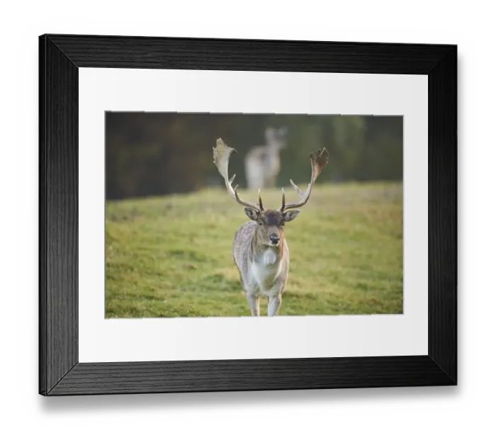 Framed Print : European fallow deer (dama dama) on a meadow in autumn