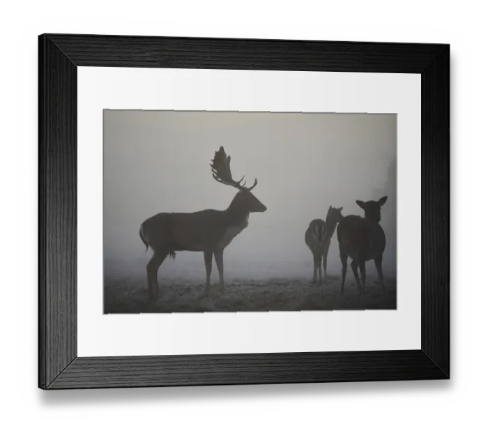 Framed Print : European fallow deer (dama dama) on a foggy morning in autumn