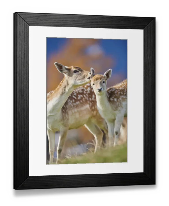 Framed Print : Common fallow deer (Dama dama) mother with her youngster in the alps