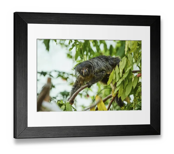 Framed Print : White-faced saki (Pithecia pithecia) female Framed Print : White-faced saki (Pithecia pithecia) female