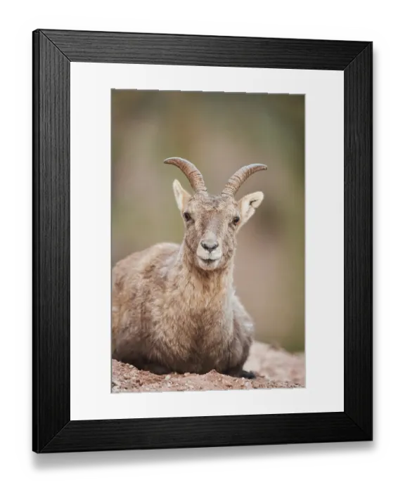 Framed Print : Alpine ibex (Capra ibex) portrait Framed Print : Alpine ibex (Capra ibex) portrait