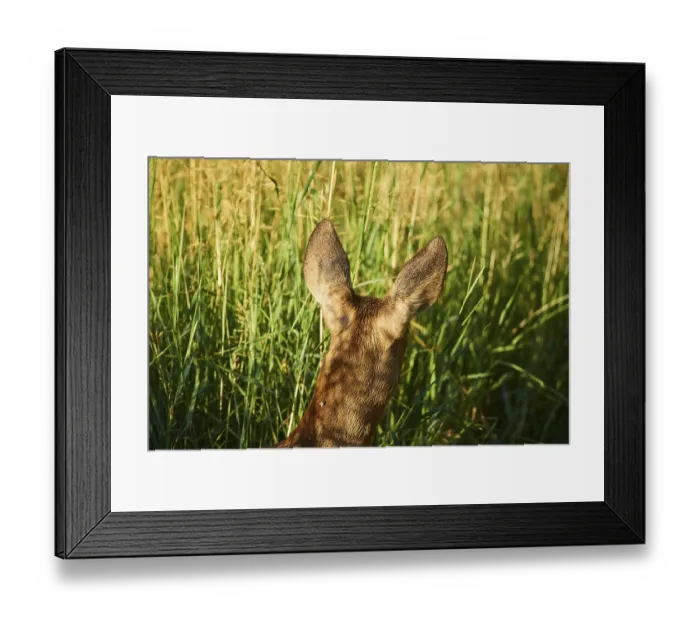 Framed Print : Roe deer (Capreolus capreolus) doe in a meadow