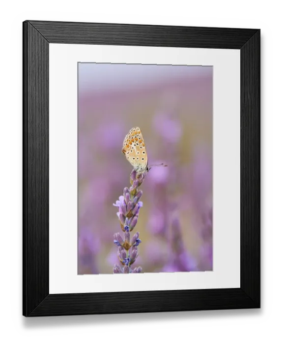 Framed Print : European common blue (Polyommatus icarus) on a true lavender (Lavandula angustifolia) blossom in a field near Valensole