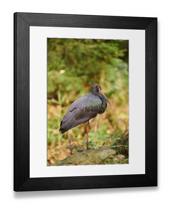 Framed Print : Black stork (Ciconia nigra) standing in a forest in autumn