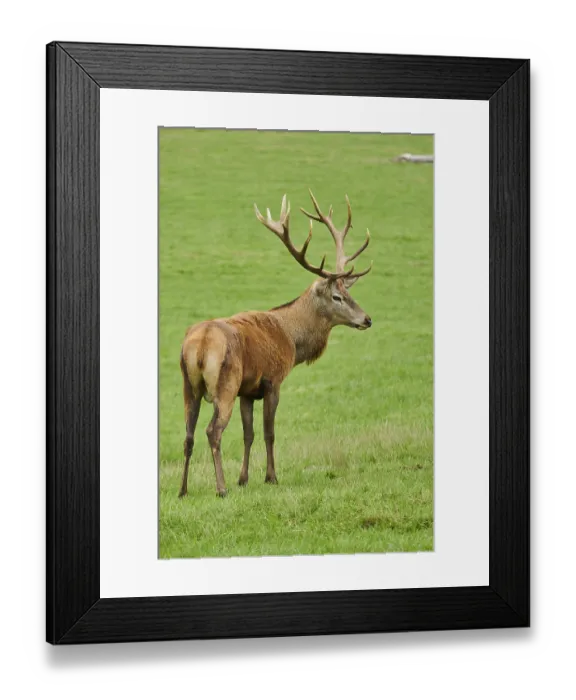 Framed Print : Red deer (Cervus elaphus), stag