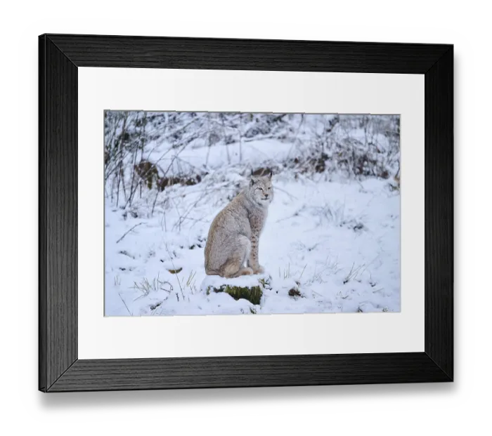 Framed Print : Eurasian lynx (Lynx lynx) sitting in the snow Framed Print : Eurasian lynx (Lynx lynx) sitting in the snow