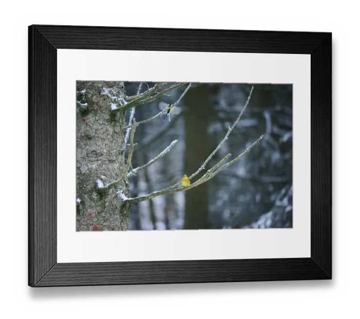 Framed Print : Yellowhammer (Emberiza citrinella) sitting on a branch Framed Print : Yellowhammer (Emberiza citrinella) sitting on a branch