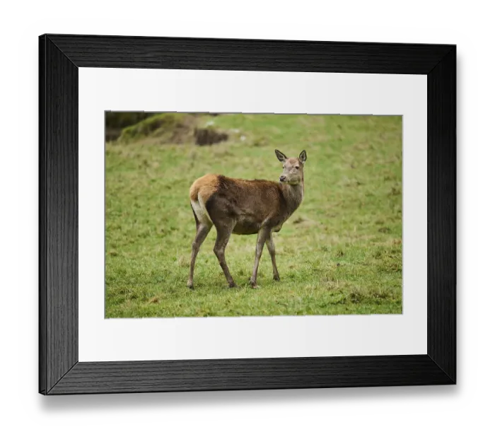 Framed Print : Red deer (Cervus elaphus) on a meadow Bavaria