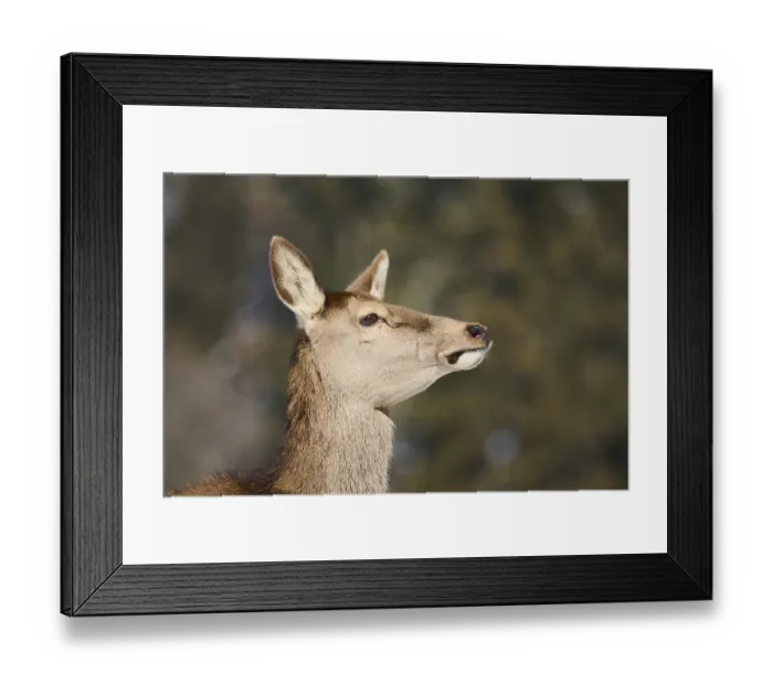 Framed Print : Red deer (Cervus elaphus) hind