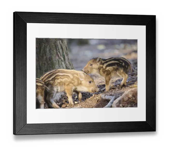 Framed Print : Wild boar (Sus scrofa) squeakers playing in a forest Framed Print : Wild boar (Sus scrofa) squeakers playing in a forest