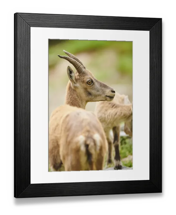 Framed Print : Alpine ibex (Capra ibex) female