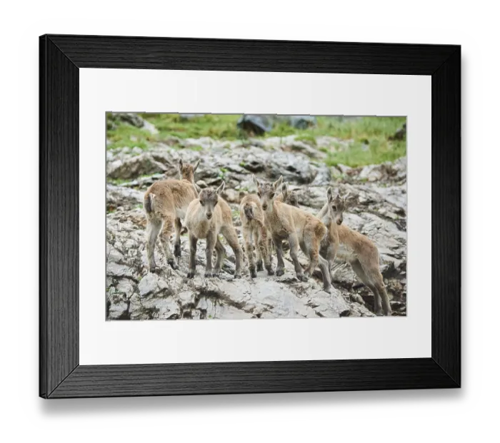 Framed Print : Alpine ibex (Capra ibex) youngsters Framed Print : Alpine ibex (Capra ibex) youngsters