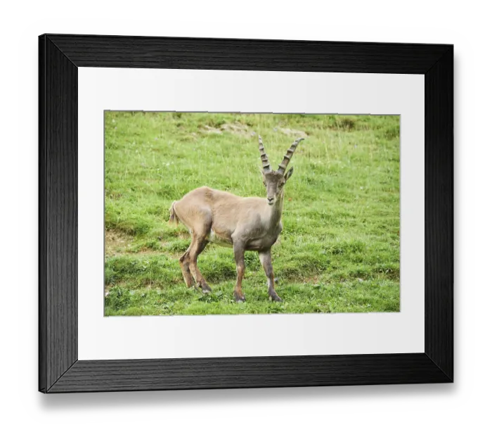 Framed Print : Alpine ibex (Capra ibex) male standing on a meadow Framed Print : Alpine ibex (Capra ibex) male standing on a meadow