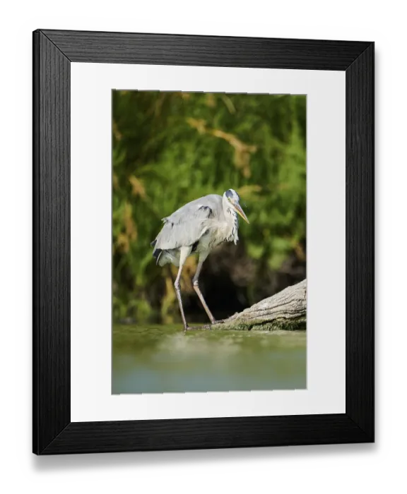 Framed Print : Grey heron (Ardea cinerea) standing at the edge of the water