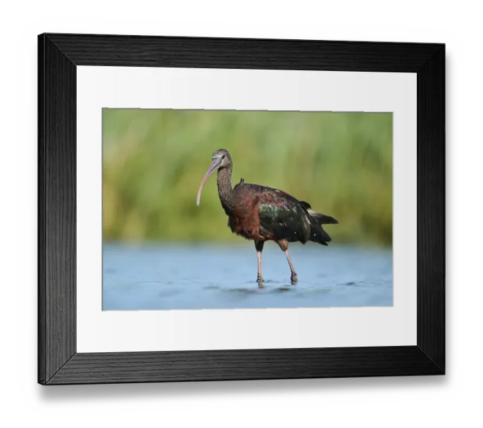Framed Print : Glossy ibis (Plegadis falcinellus) walking in the water