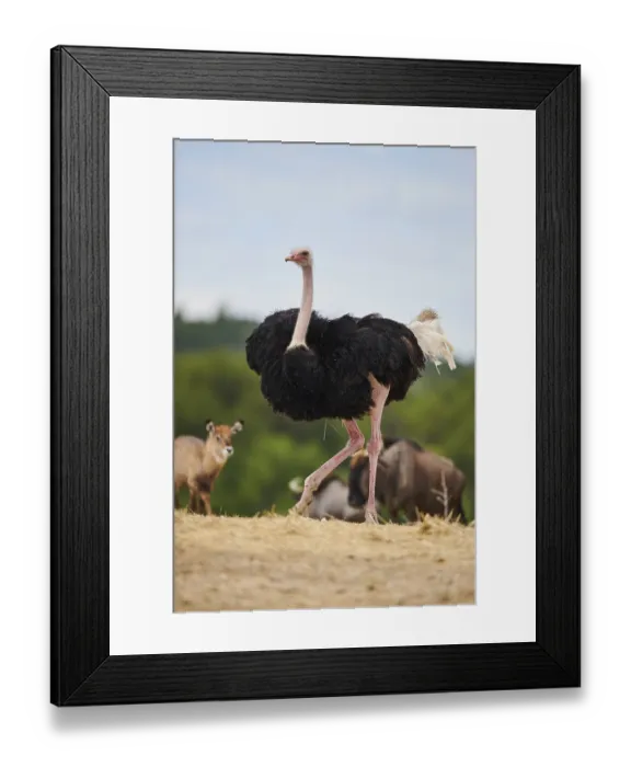 Framed Print : Common ostrich (Struthio camelus) male in the dessert