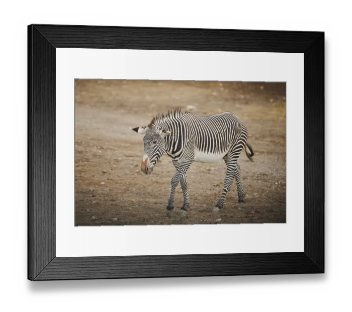 Framed Print : Plains zebra (Equus quagga) walking in the dessert