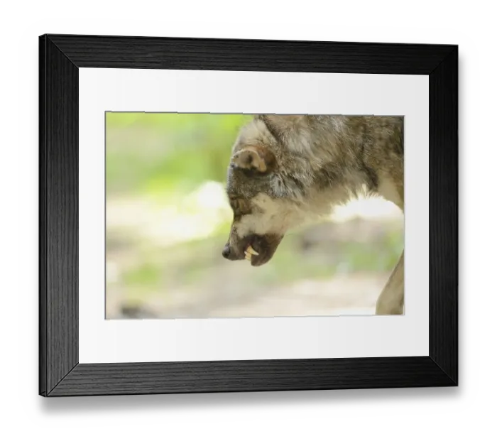 Framed Print : Portrait of a gray wolf (Canis lupus) in a forest snarling Framed Print : Portrait of a gray wolf (Canis lupus) in a forest snarling