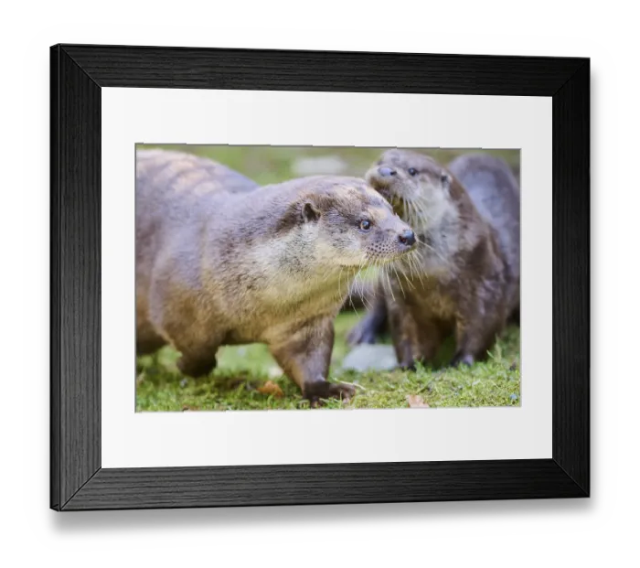 Framed Print : Eurasian otters (Lutra lutra) playing on a meadow in the bavarian forest Framed Print : Eurasian otters (Lutra lutra) playing on a meadow in the bavarian forest