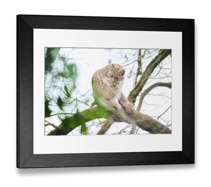 Framed Print : Eurasian lynx (Lynx lynx) sitting on a tree