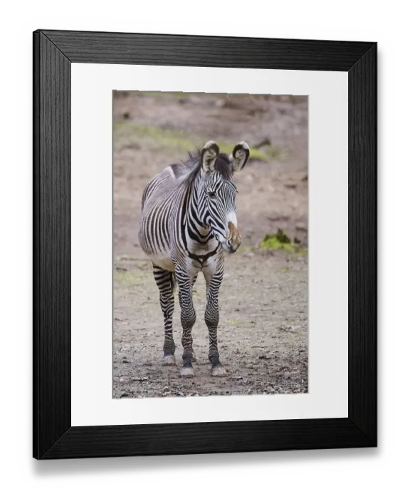 Framed Print : Grevy's zebra (Equus grevyi) standing on the ground