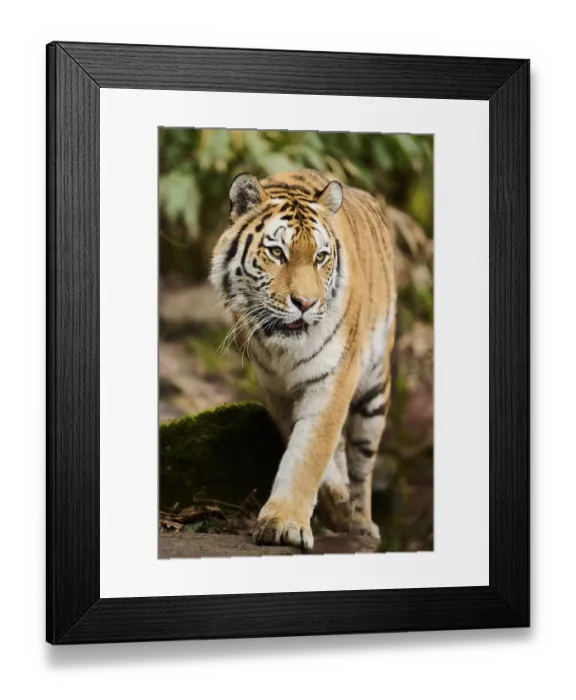 Framed Print : Siberian tiger or Amur tiger (Panthera tigris altaica) walking on the ground