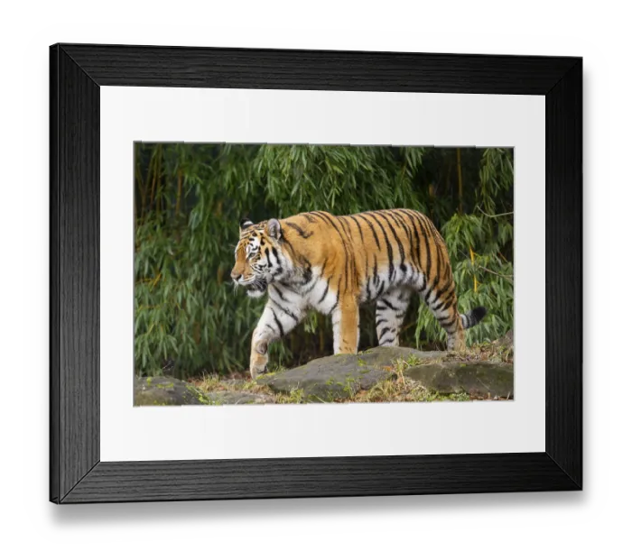Framed Print : Siberian tiger (Panthera tigris tigris) walking in a forest