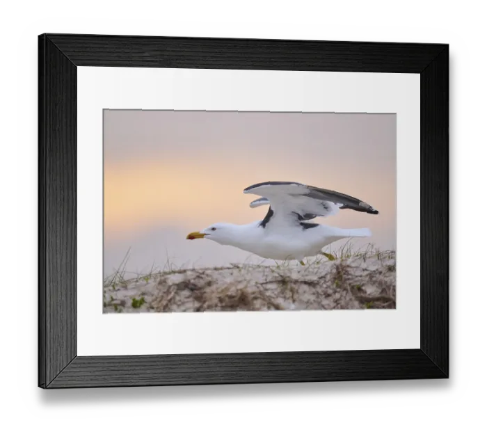 Framed Print : Yellow-legged gull (Larus michahellis) starts flying from the grass at sunset