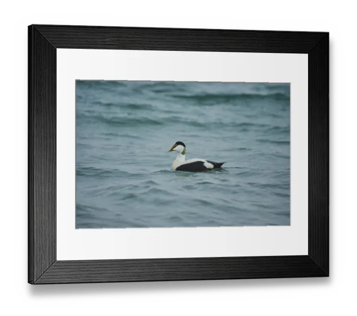 Framed Print : Common eider (Somateria mollissima) male swimming in the sea