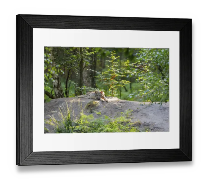Framed Print : Eurasian wolf (Canis lupus lupus) youngster in a forest