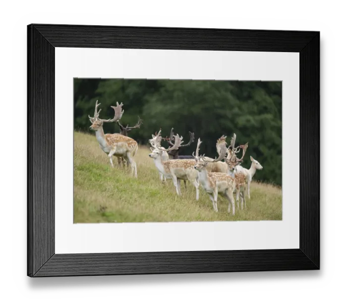 Framed Print : European fallow deer (Dama dama) stags on a meadow Framed Print : European fallow deer (Dama dama) stags on a meadow