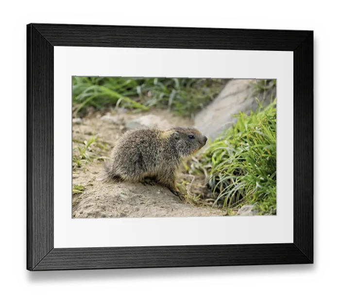 Framed Print : Young alpine marmot (Marmota marmota)