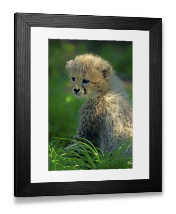 Framed Print : Sudan cheetah (Acinonyx jubatus soemmeringii)